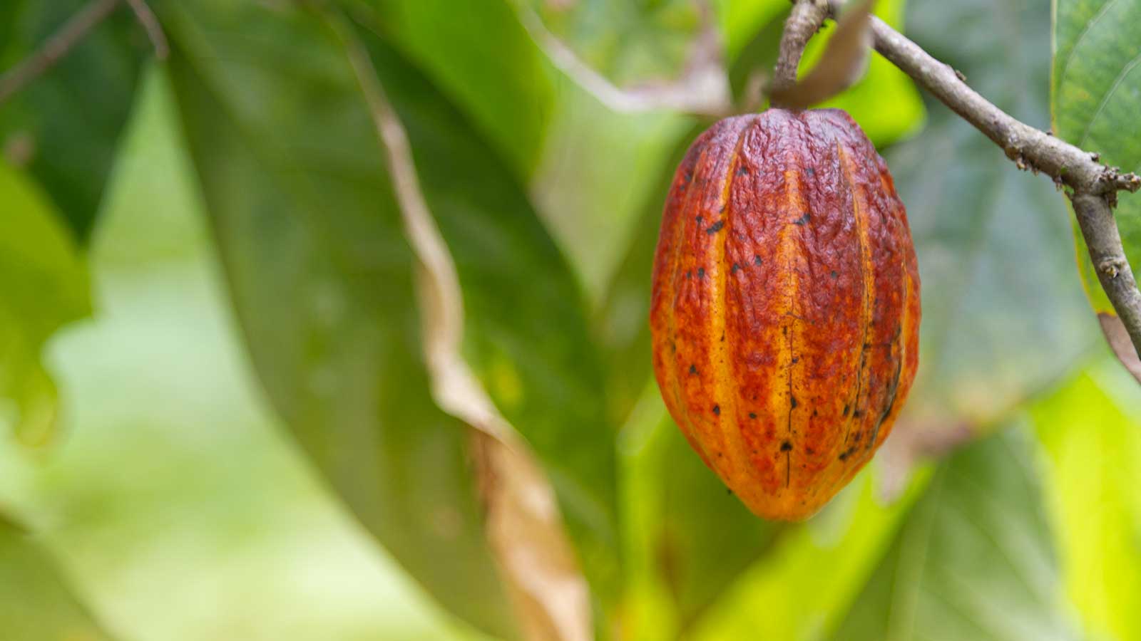Cocoa Small